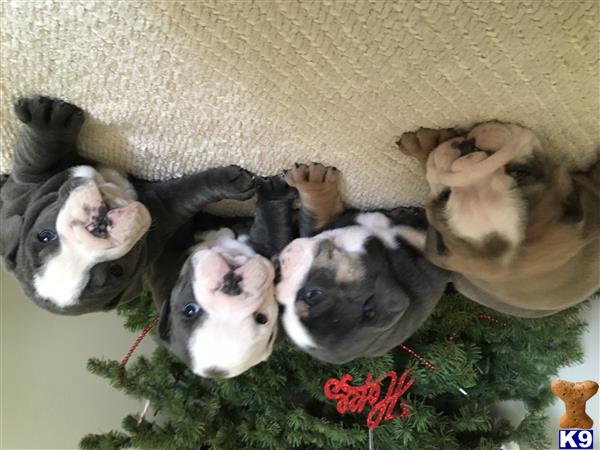 jjsbulldogges Picture 1